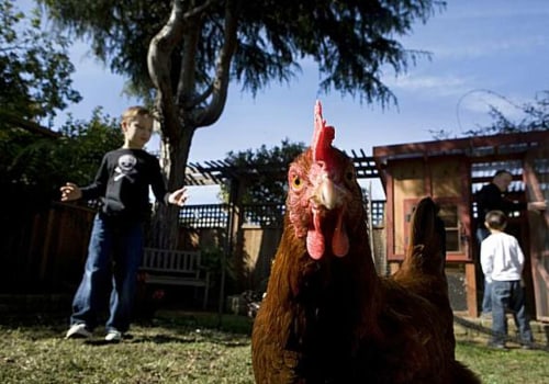 Can You Keep Chickens in Danville, California? - A Comprehensive Guide